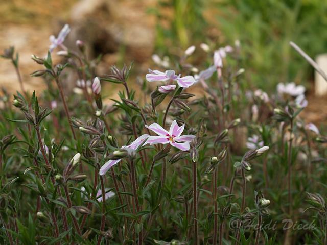 Phlox sub JF Wilson.JPG